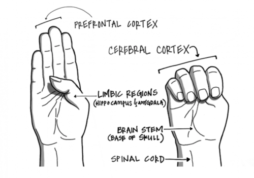 hand model of the brain